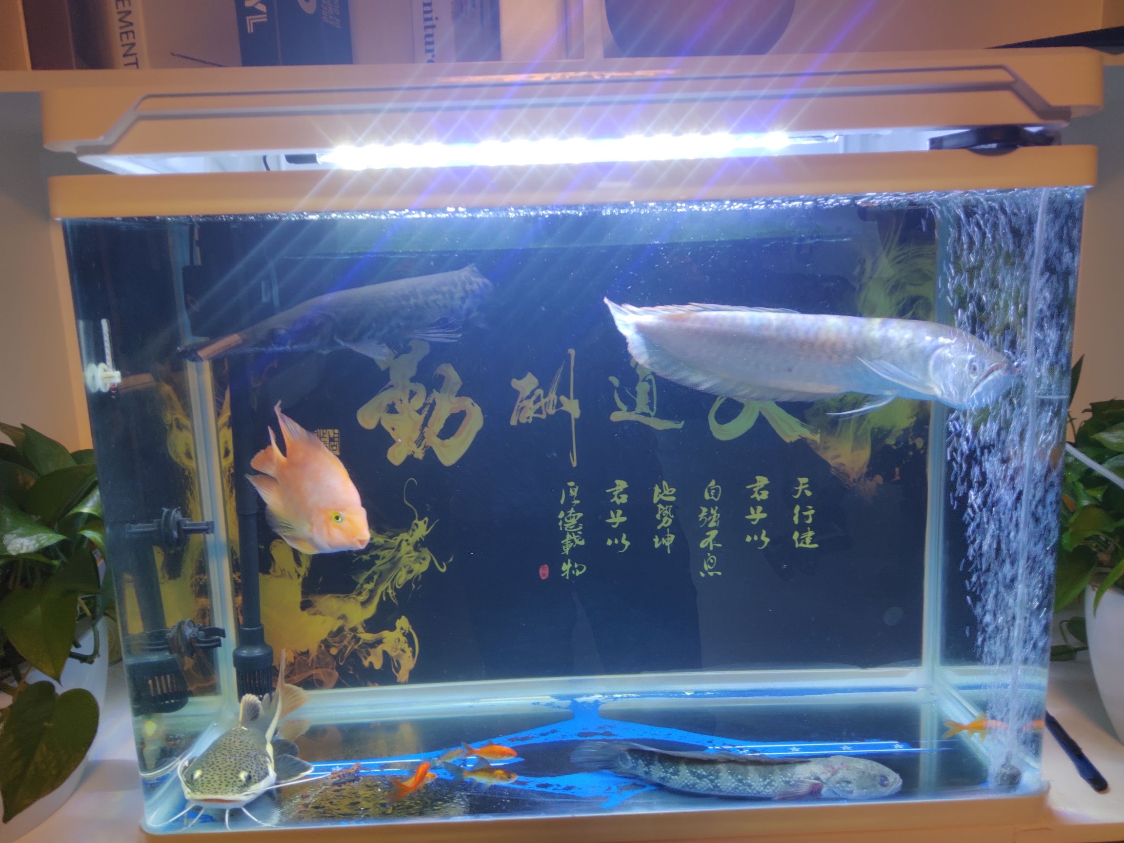 終于搶救過來了 白子紅龍魚 第2張