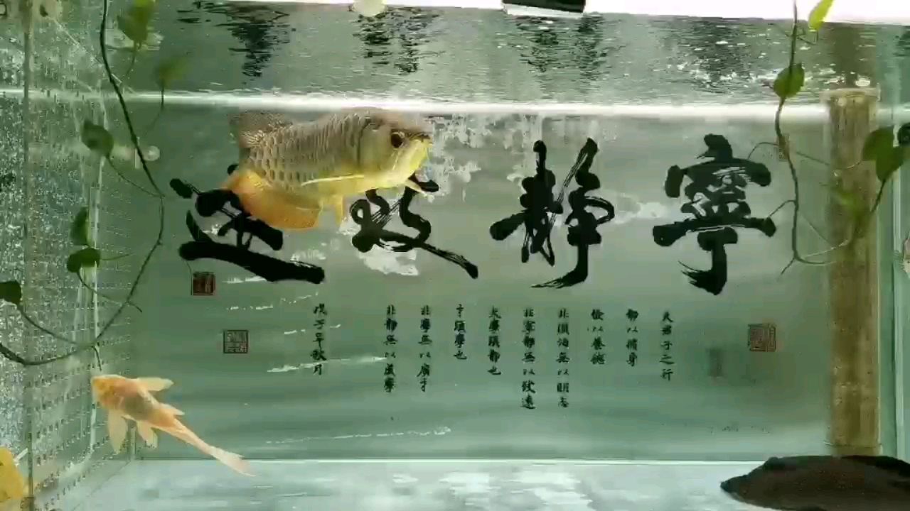 八月初五 BD魟魚 第2張