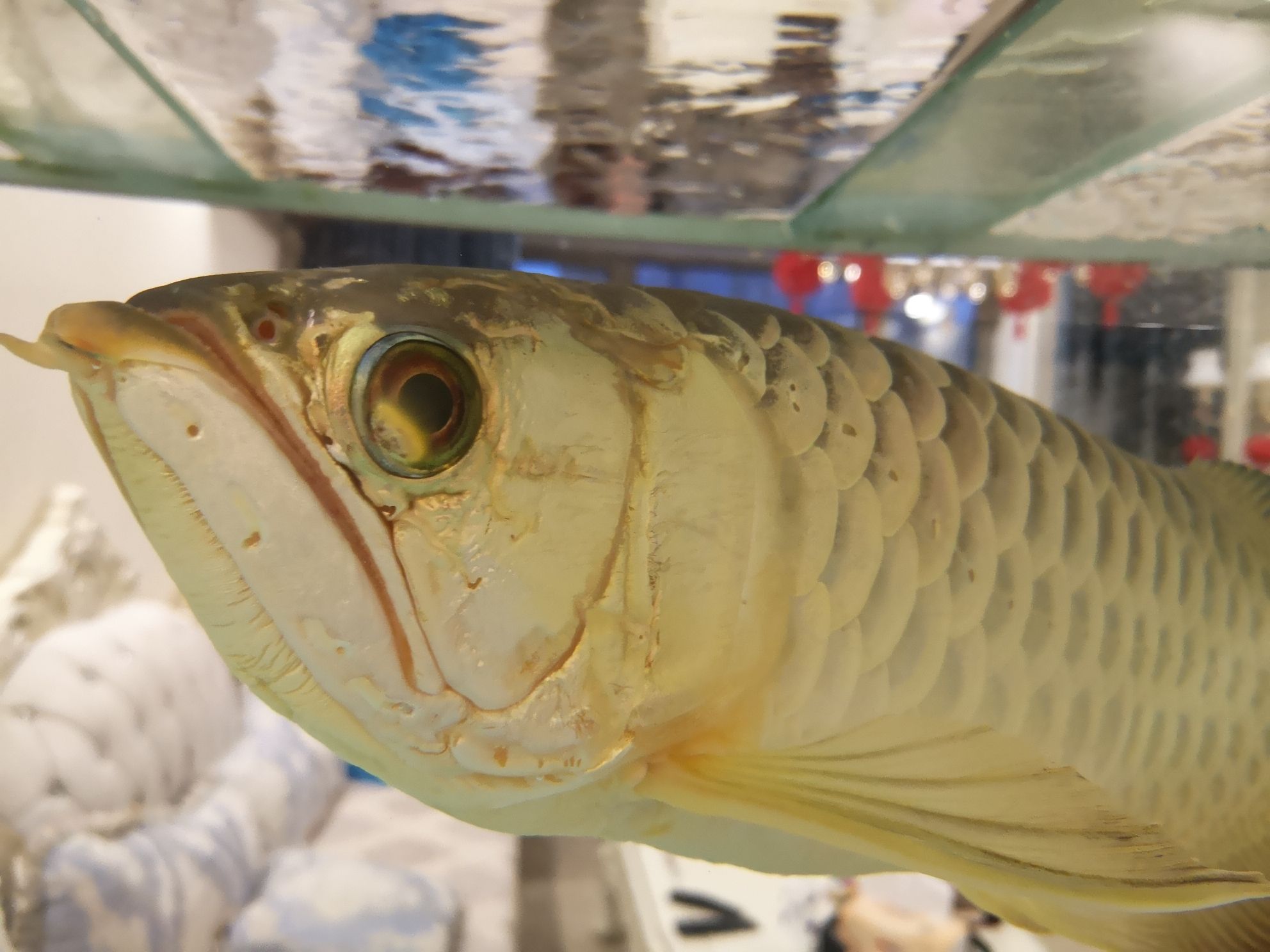 新人求助大家這是蒙眼么 祥龍水族護理水 第3張