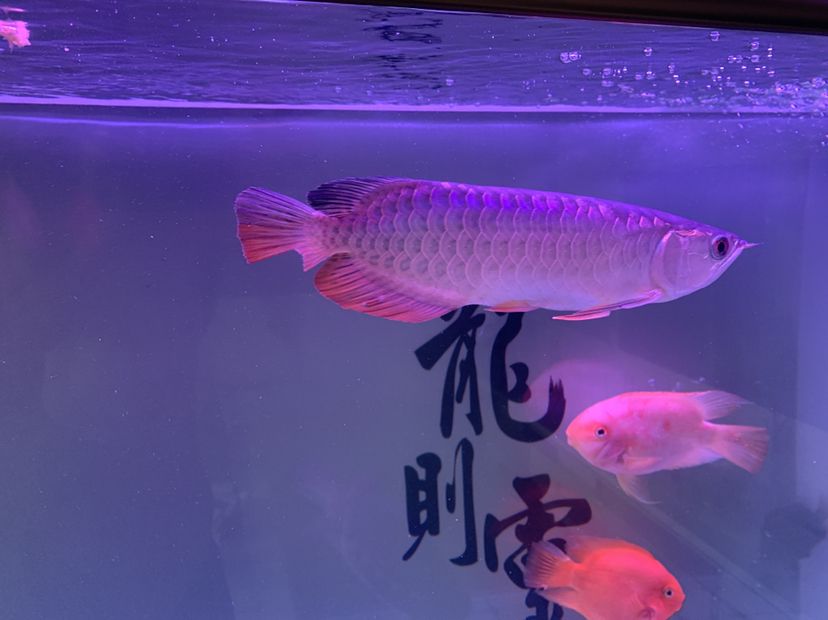 蘇州水族館龜咬龍求解決辦法 烏龜 第2張