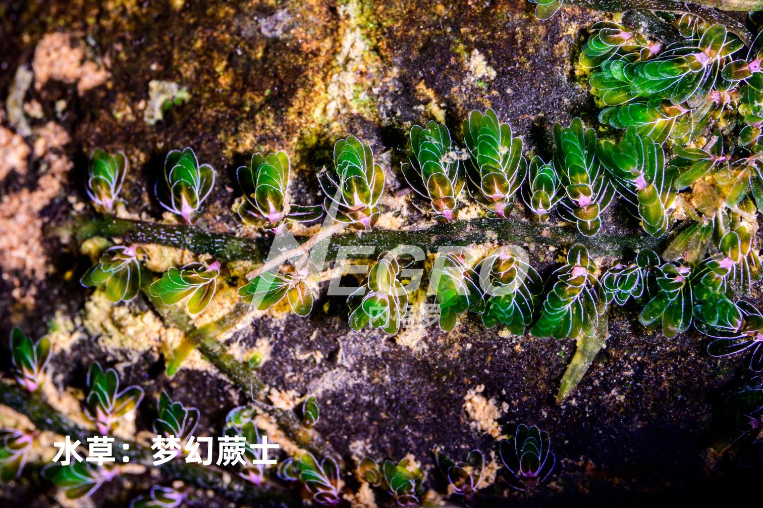 水草:夢幻蕨士發(fā)色好了還是真漂亮哈 水草 第2張