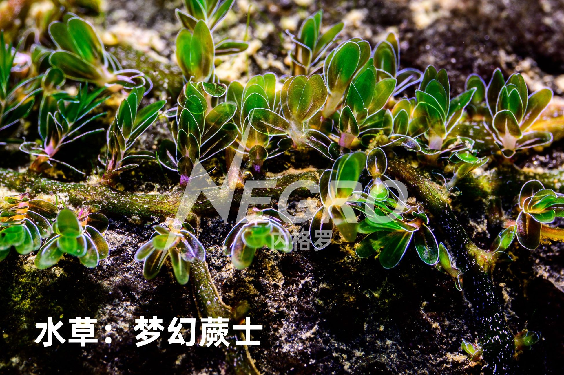 水草:夢幻蕨士發(fā)色好了還是真漂亮哈 水草 第3張