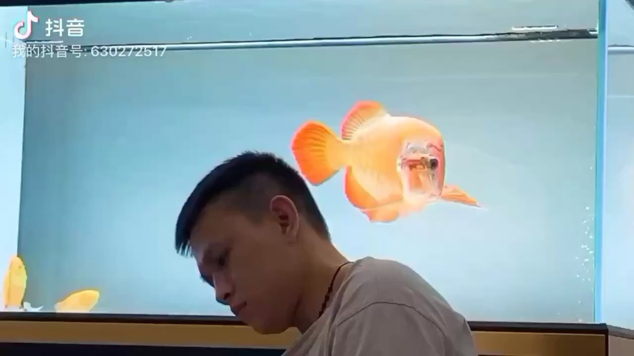 畫中的魚