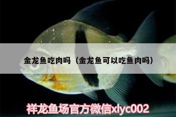 金龍魚吃肉不（金龍魚可以吃肉嗎）