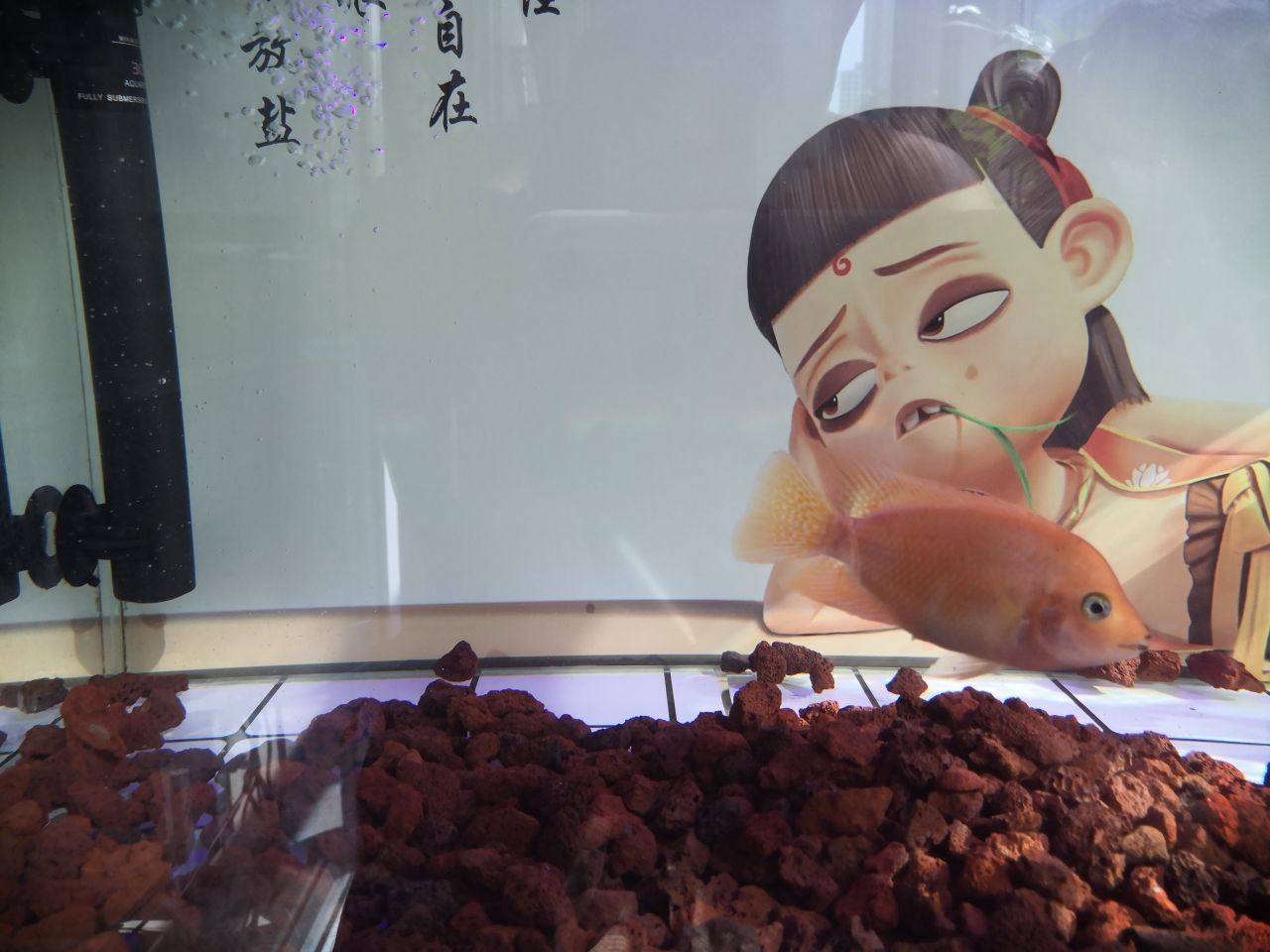 天水觀賞魚市場紅馬苗 觀賞魚市場（混養(yǎng)魚） 第2張