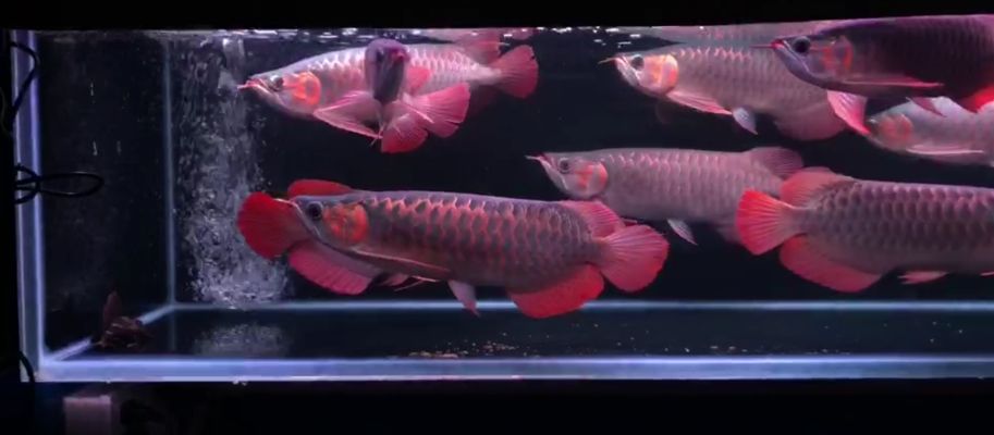 紅龍魚怎么挑（如何挑選紅龍魚） 龍魚百科 第3張