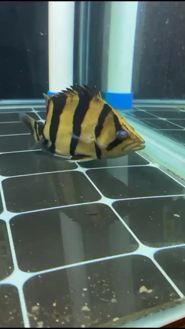 蕪湖水族館小泰泰