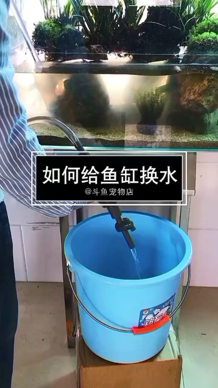 魚缸如何換水 古典過背金龍魚 第2張