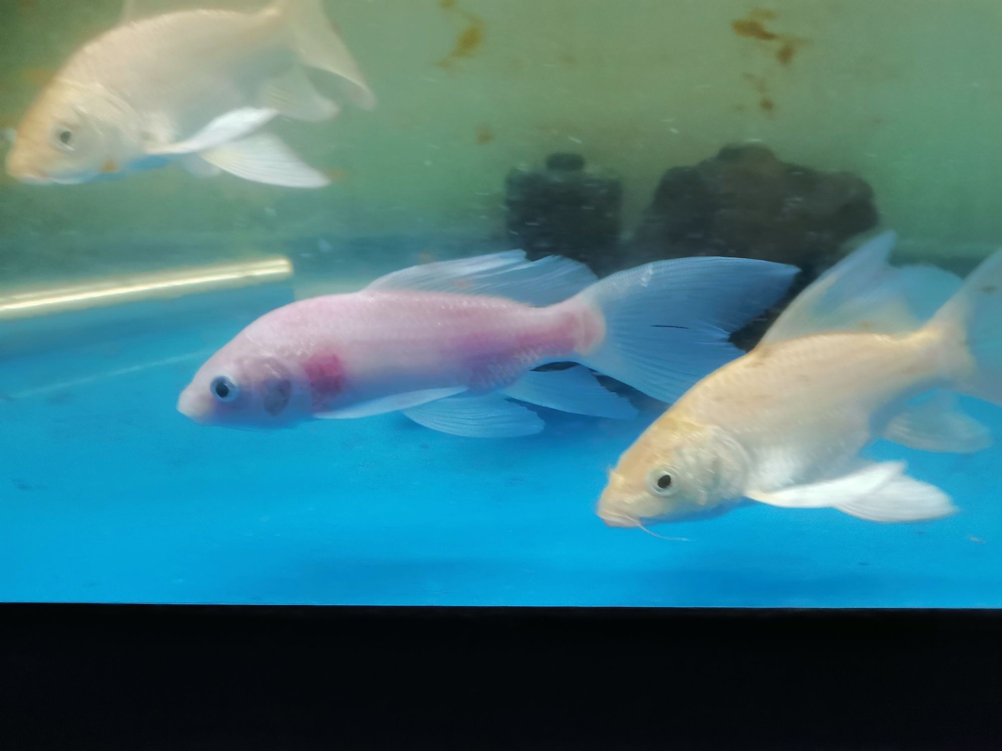 崇左水族館龍鳳 朱巴利魚(yú) 第2張