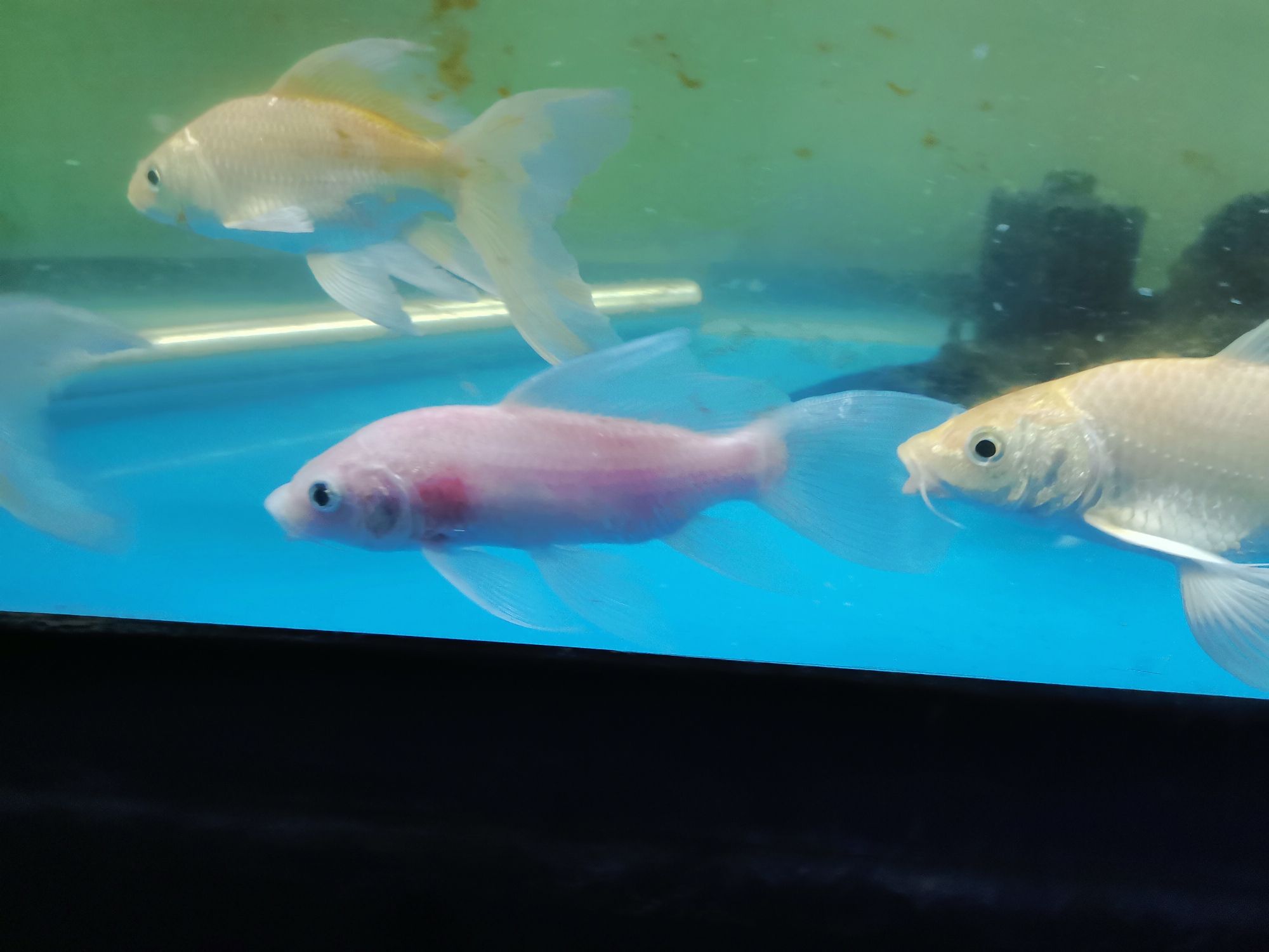 崇左水族館龍鳳 朱巴利魚(yú) 第3張