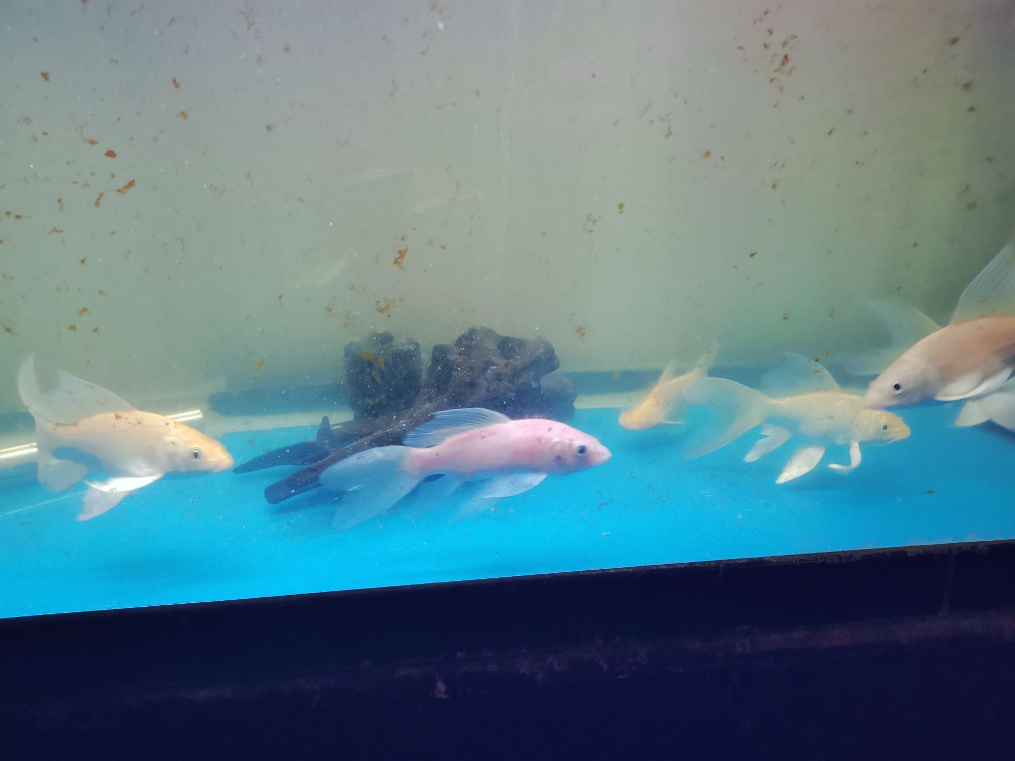 崇左水族館龍鳳 朱巴利魚(yú) 第5張