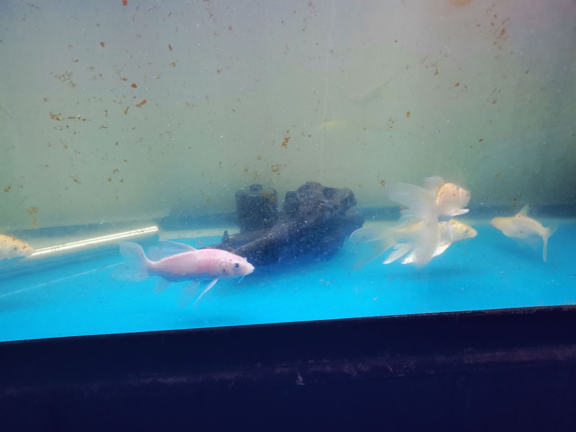 崇左水族館龍鳳 朱巴利魚(yú) 第4張