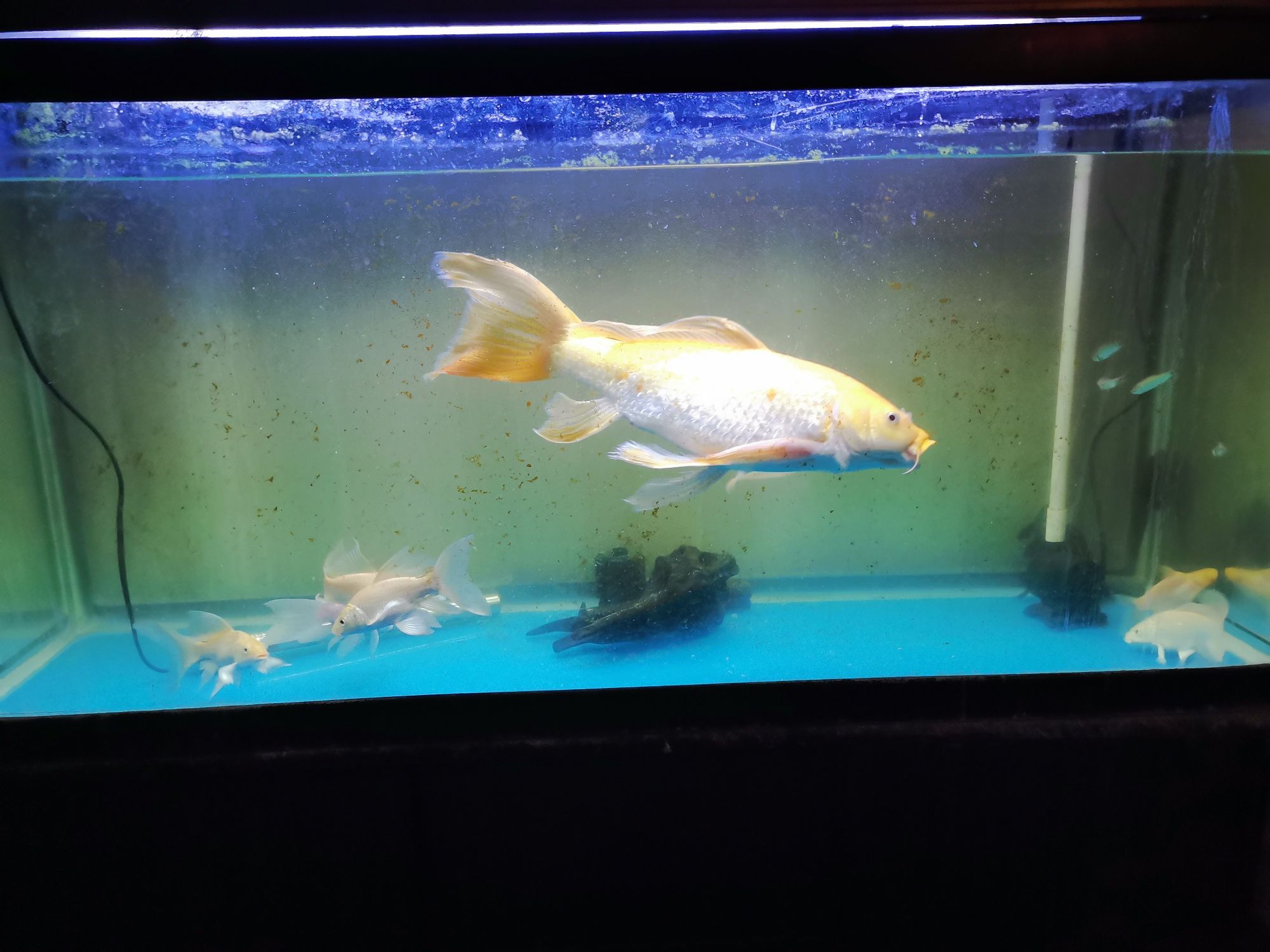 崇左水族館龍鳳 朱巴利魚(yú) 第6張