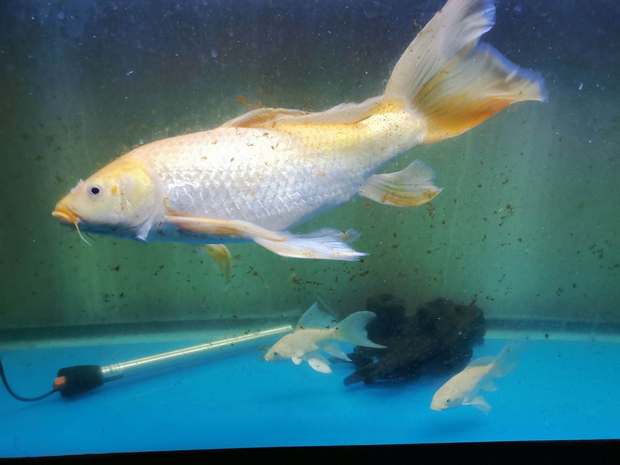 崇左水族館龍鳳 朱巴利魚(yú) 第8張