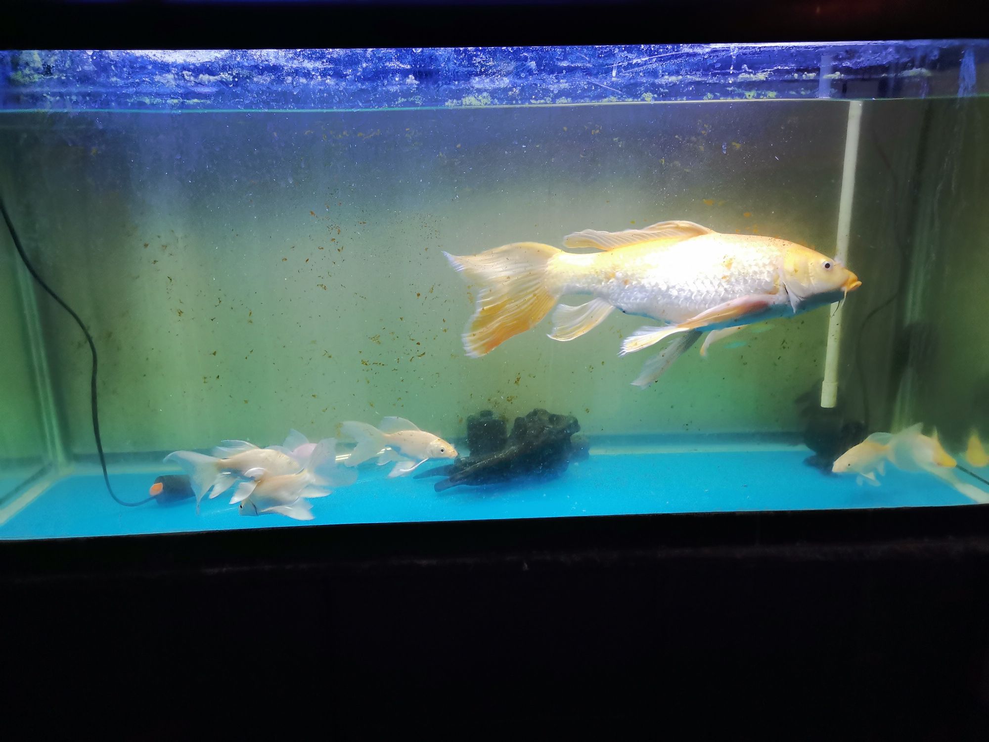 崇左水族館龍鳳 朱巴利魚(yú) 第7張