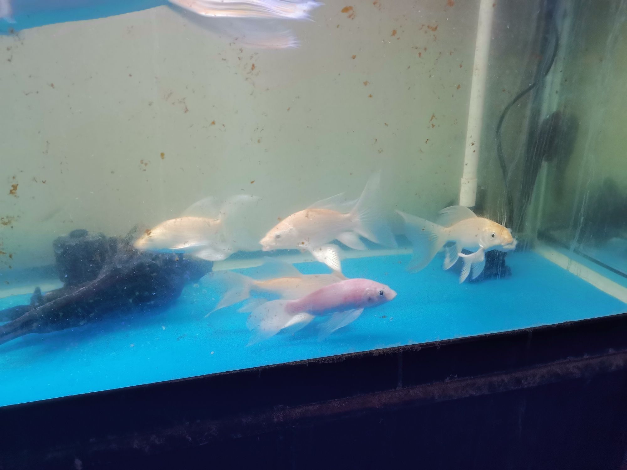 崇左水族館龍鳳 朱巴利魚(yú) 第9張