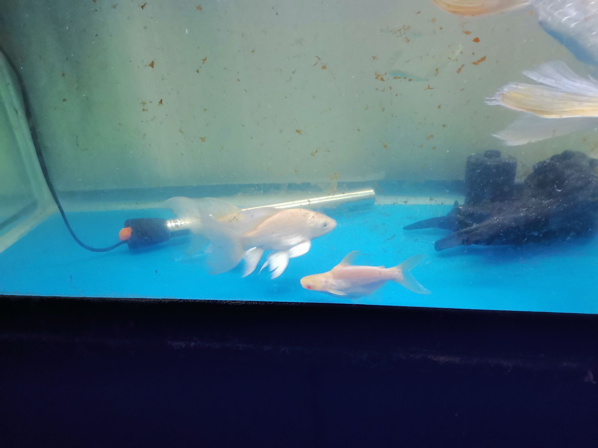 崇左水族館龍鳳 朱巴利魚(yú) 第10張