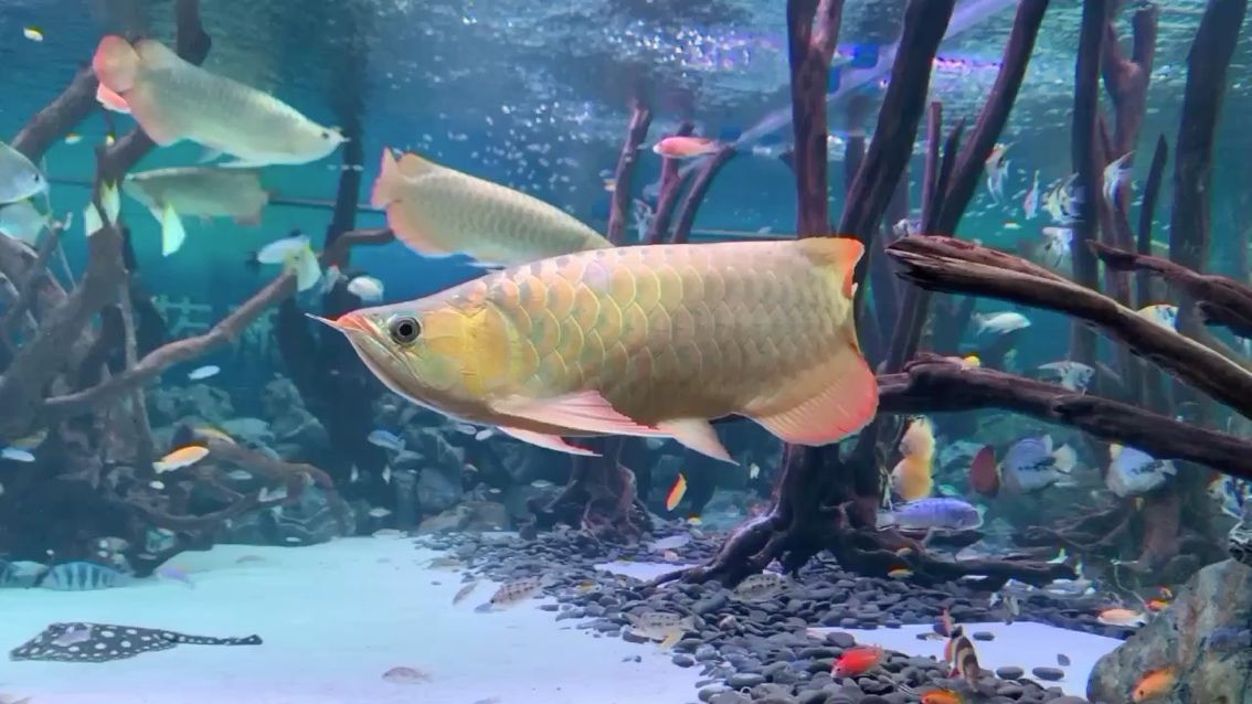 桂林水族館配對？早戀？ 白子銀版魚