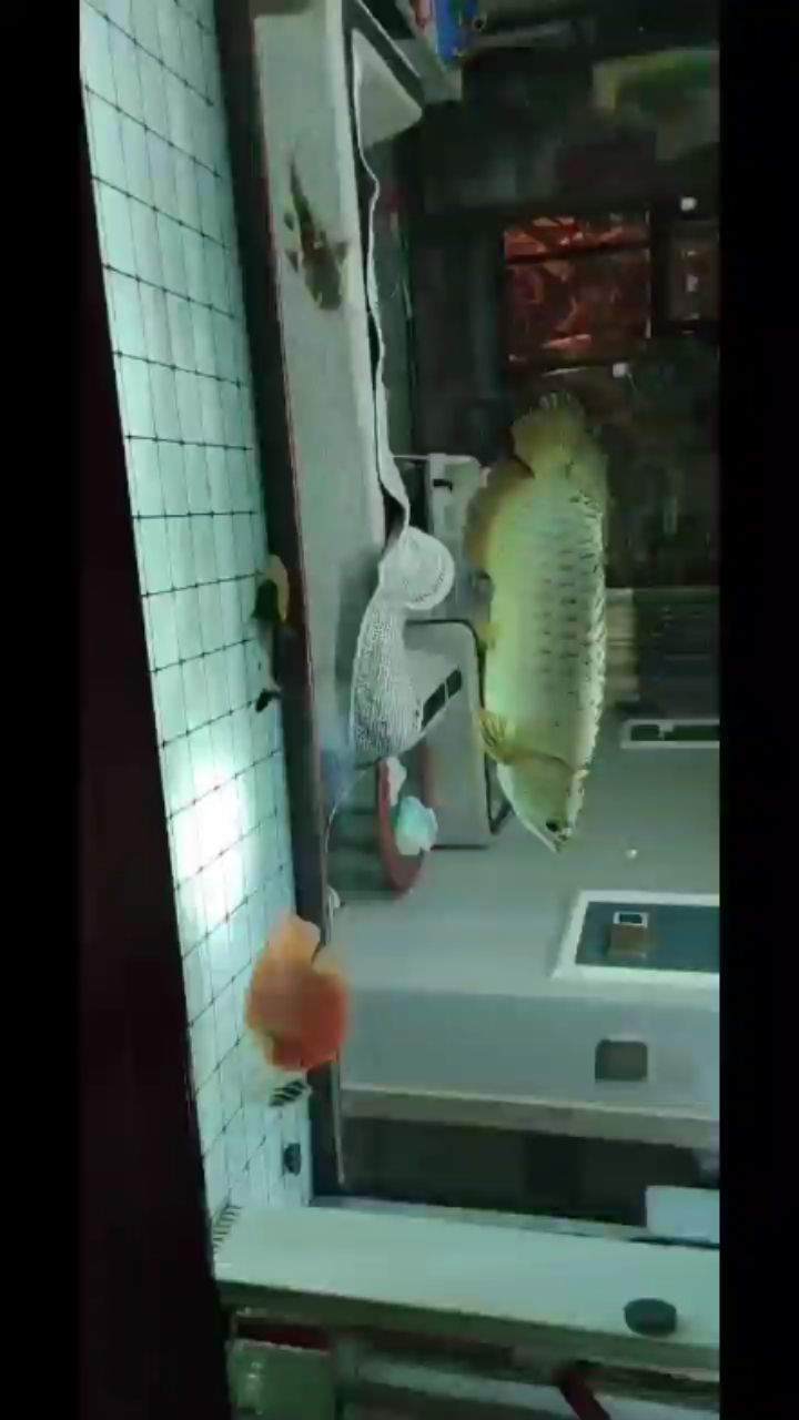 大理白族自治州水族館大金龍需不需要進黑缸 造景/裝飾