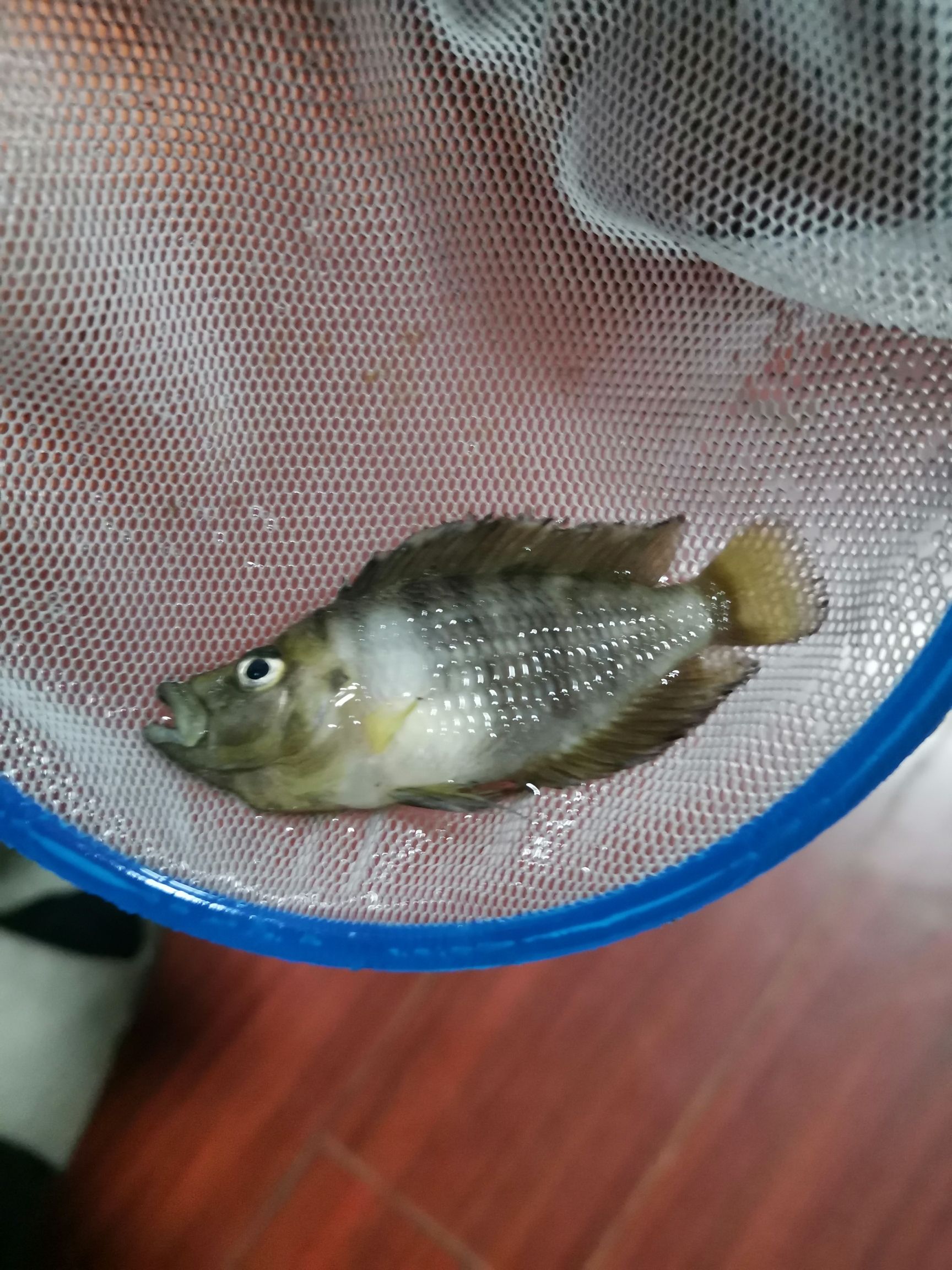 三亞觀賞魚市場不忍直視 觀賞魚市場（混養(yǎng)魚） 第4張