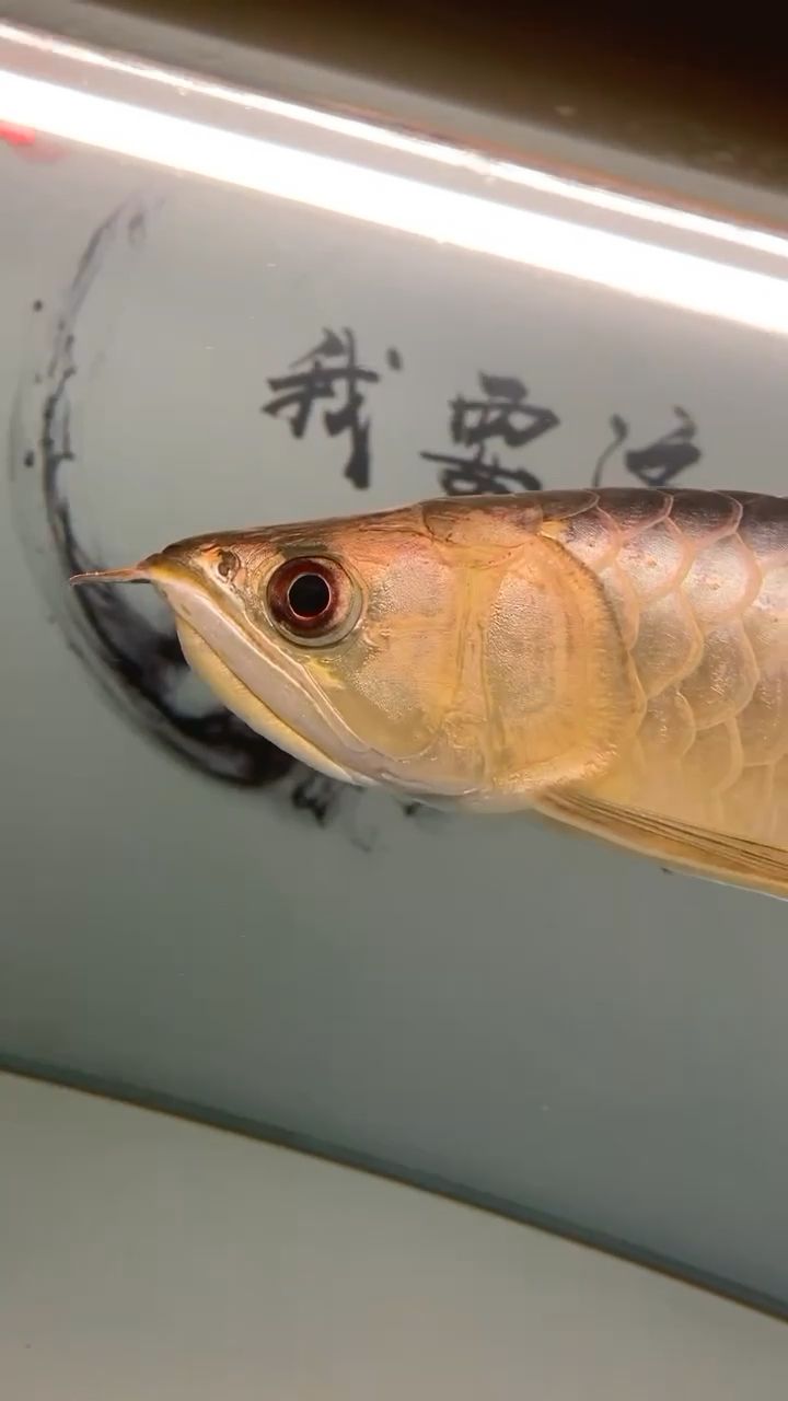 商丘水族館求大神救急龍魚眼睛向上翻怎么辦 水溫計 第2張