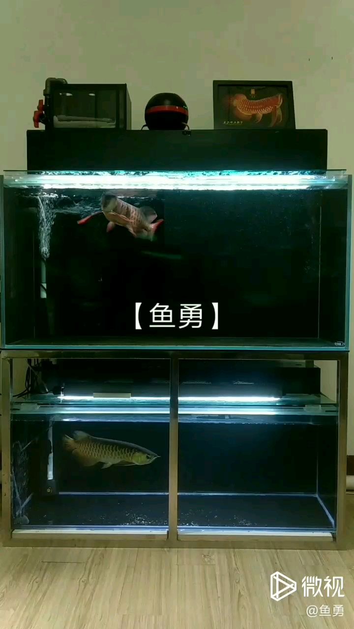 洛陽水族館辣椒VS古典