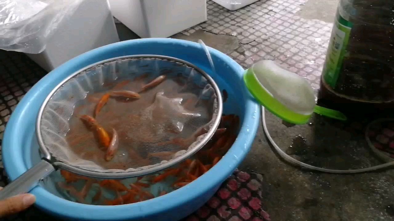 天津水族館騰地方送漁友了 噴點(diǎn)菠蘿魚(yú) 第2張