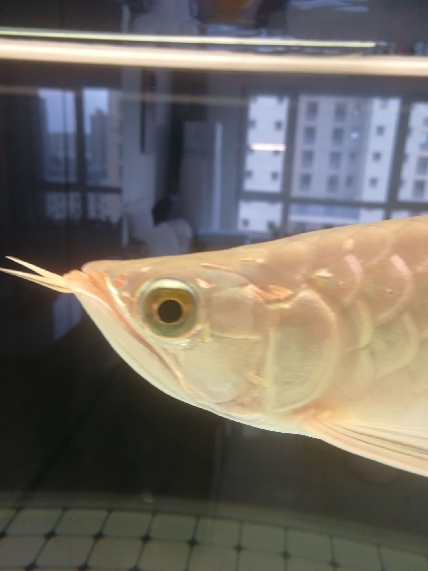 ?？谟^賞魚市場龍魚兜嘴怎么糾正