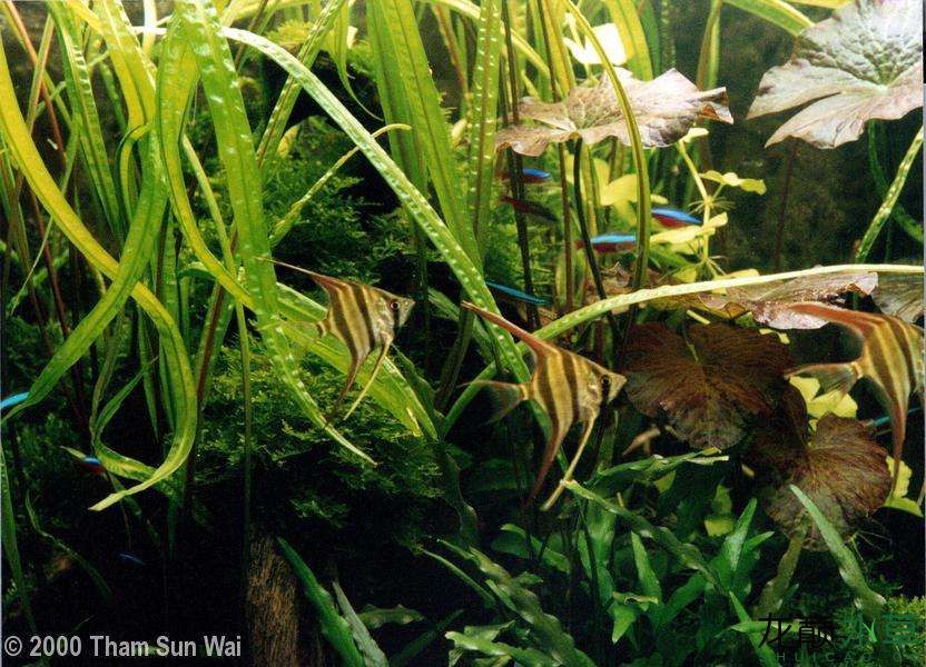 防城港水族館新加坡風(fēng)格水草造景