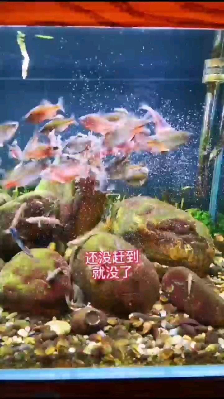 孵化豐年蝦入水原生魚缸 銀古魚苗 第1張