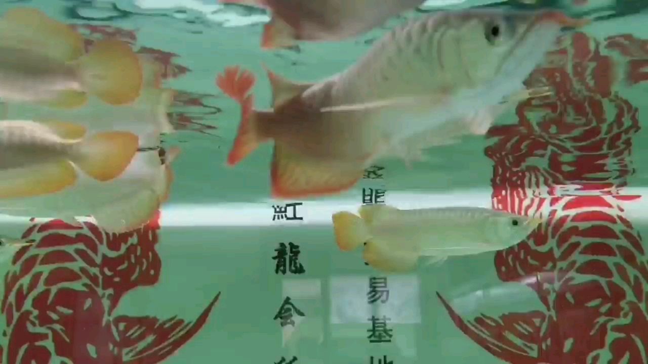 七臺河觀賞魚市場紅鰲賽級磷底 觀賞魚市場（混養(yǎng)魚） 第2張