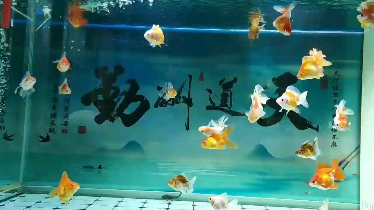 泰獅鎏金混養(yǎng) 黑金魟魚 第3張