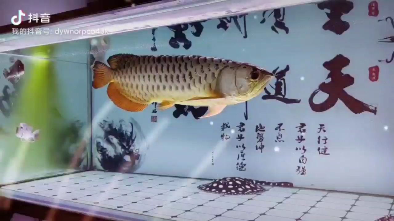 綠藻留白有點(diǎn)意境 白子關(guān)刀魚