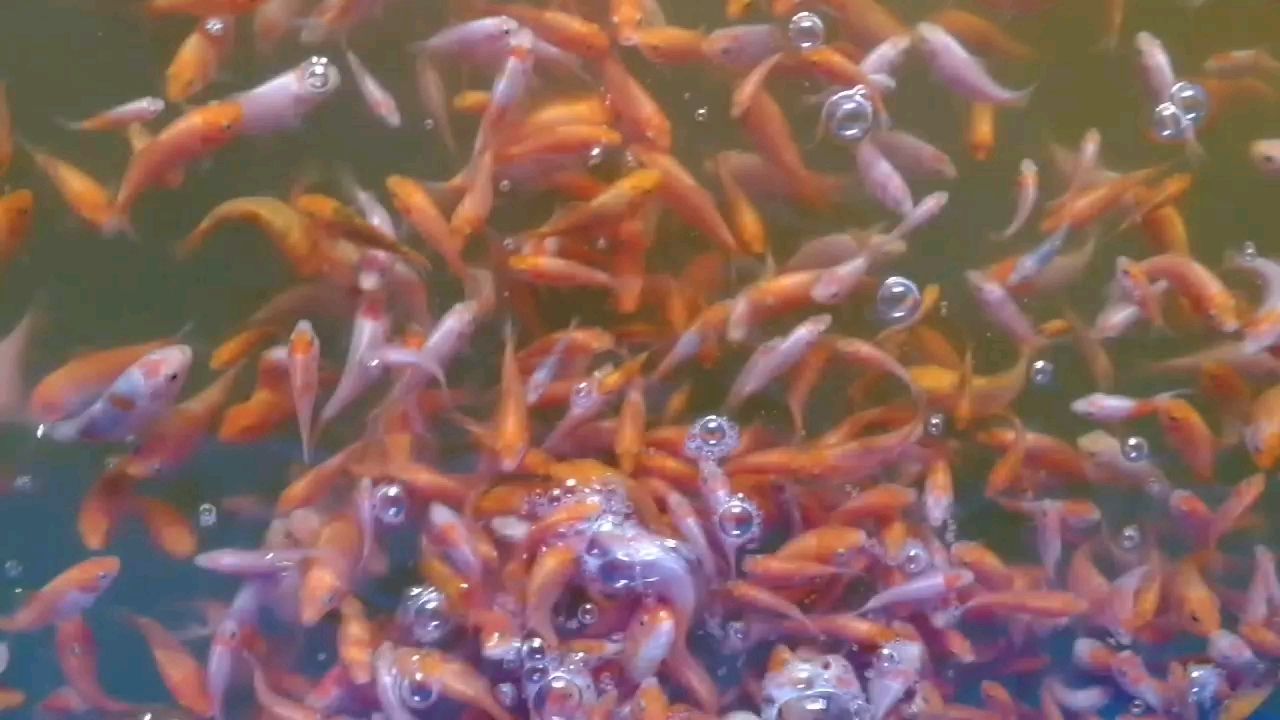 練手錦鯉小魚