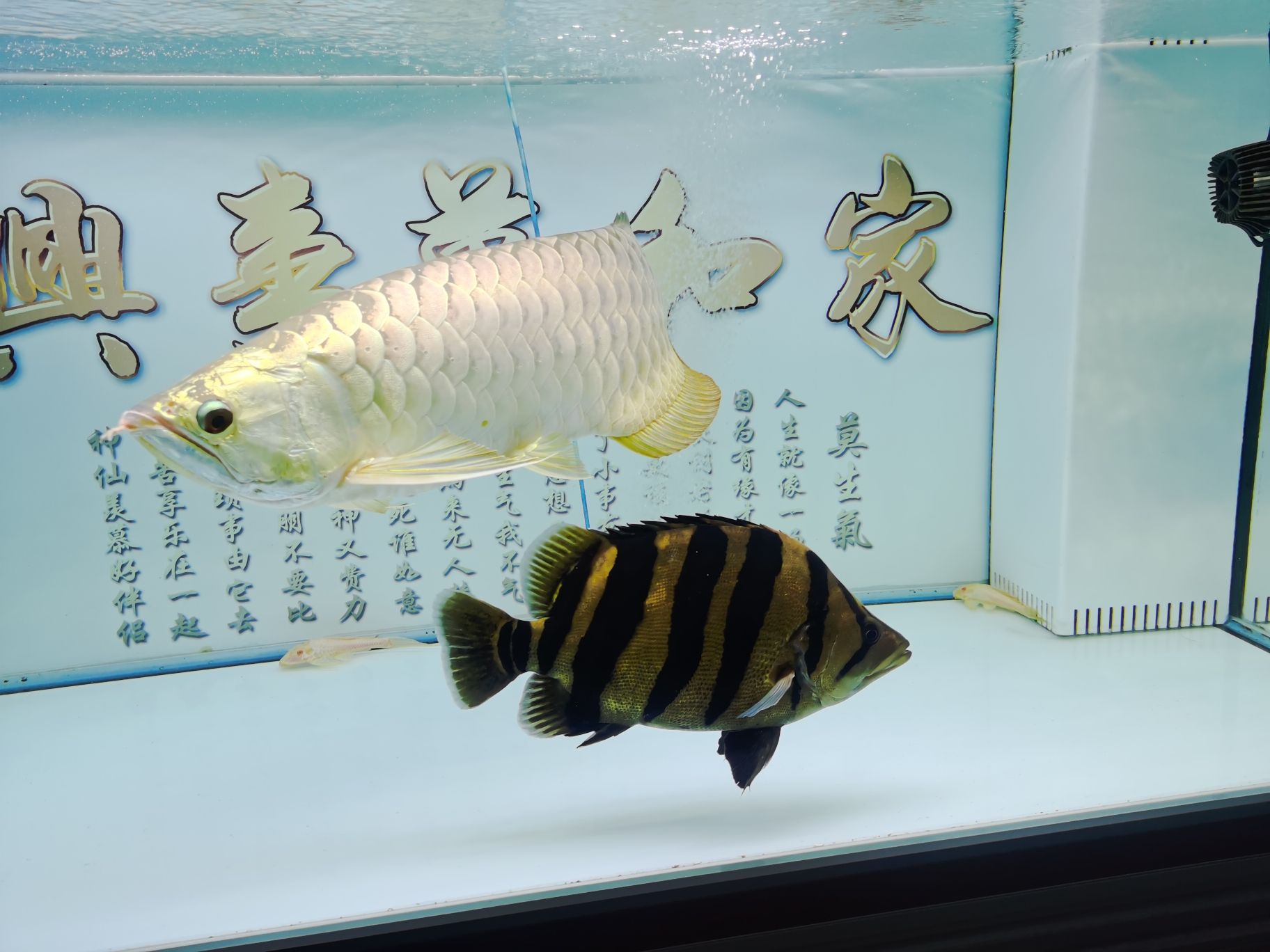 通化觀賞魚市場新進(jìn)40公分大棒體型沒得說 觀賞魚市場（混養(yǎng)魚） 第2張