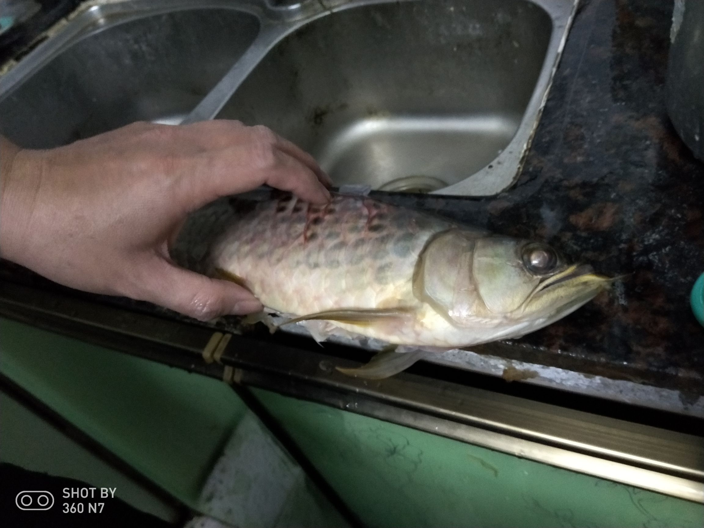 今天一清龍魚(yú)暴斃瘟疫下的傷痛