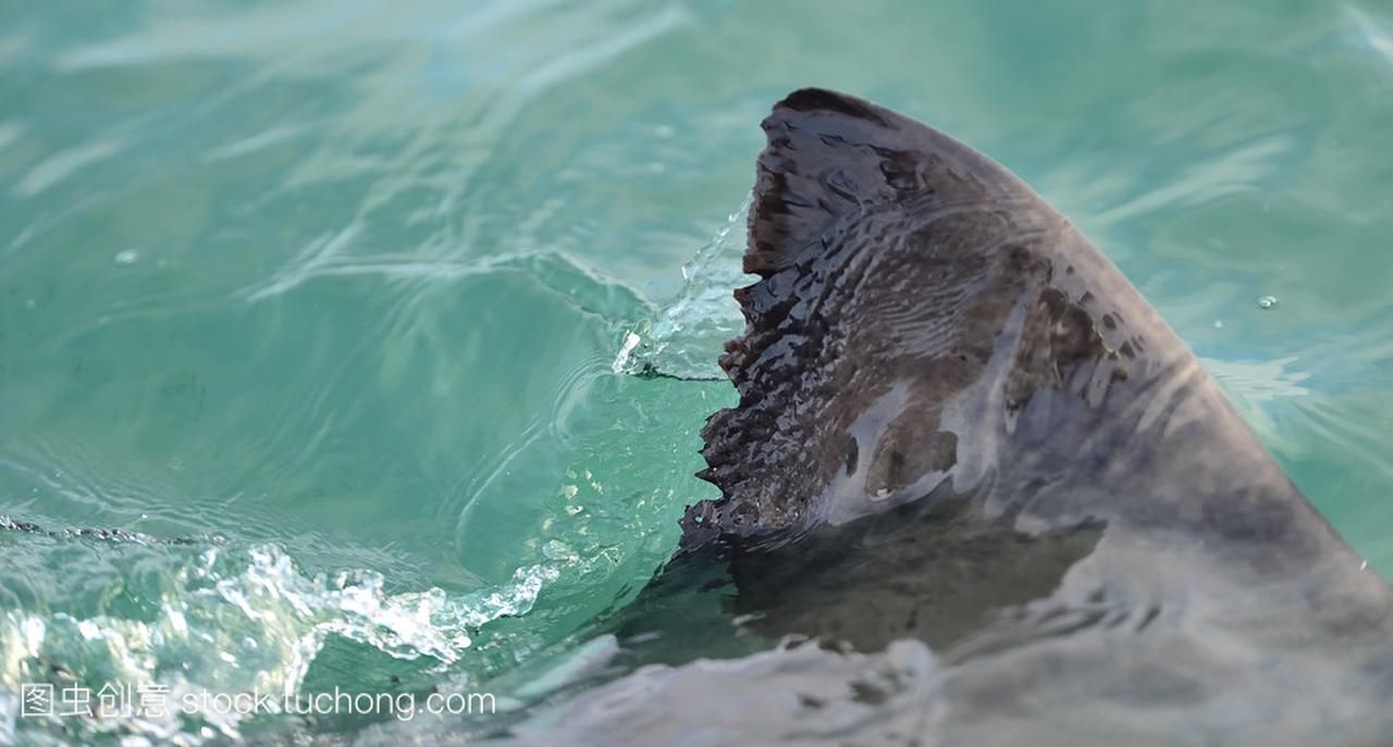 阜新水族館高背