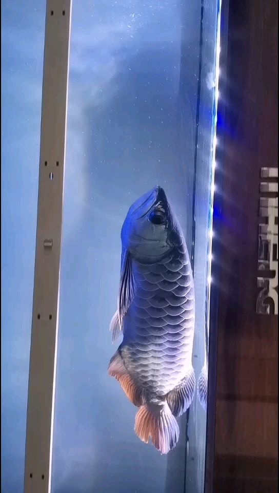 六排能全亮嗎 水族用品 第2張