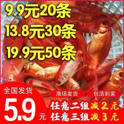 這是什么蝦？ 埃及神仙魚