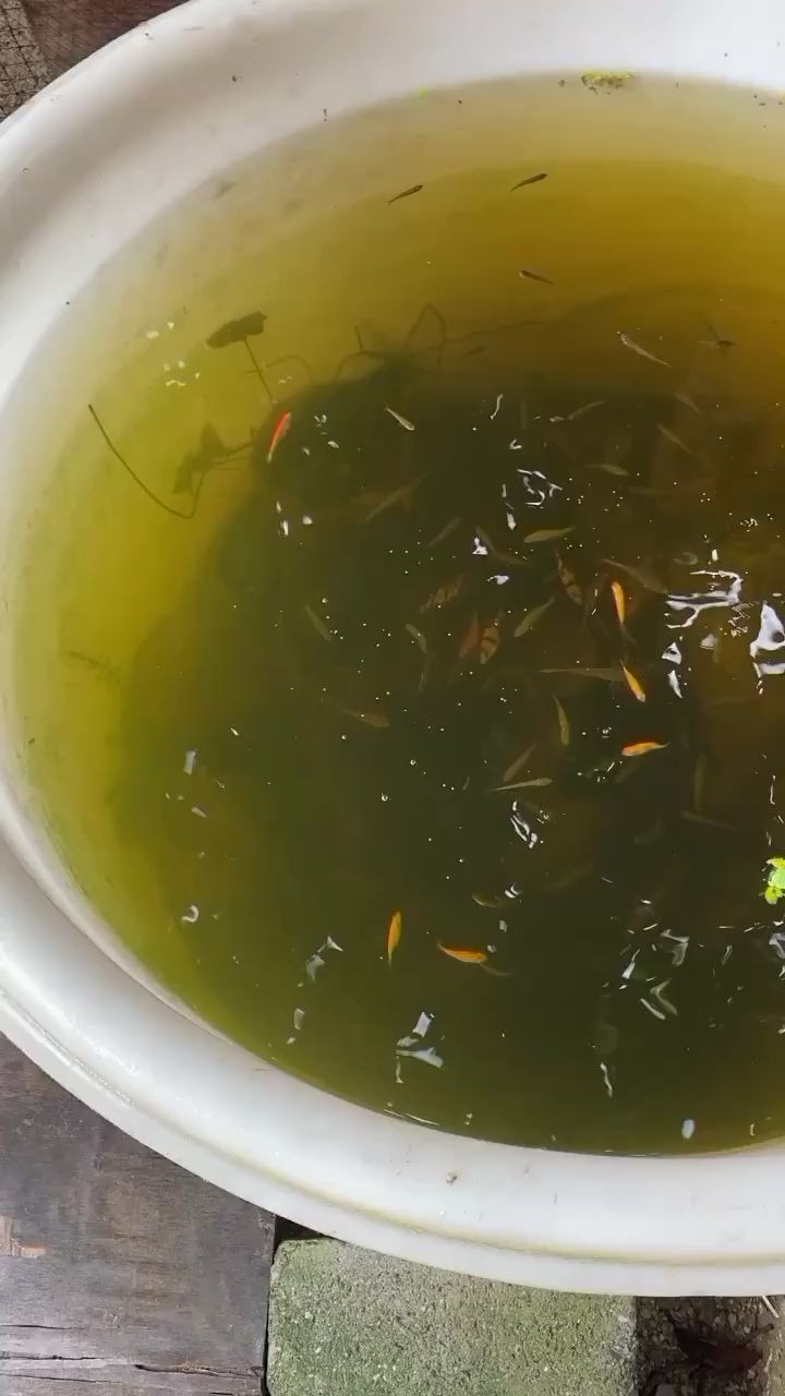 最原始的養(yǎng)魚方法