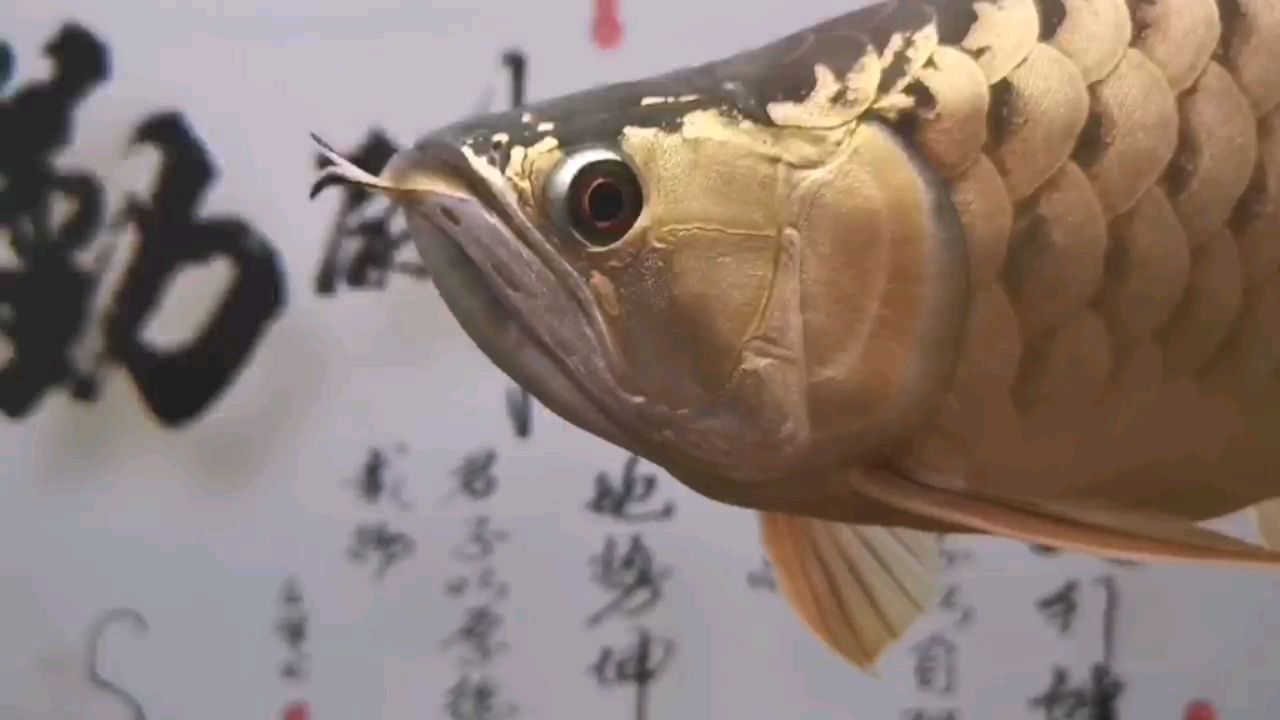 秋天了你們開加熱棒了嗎？ 藍(lán)帆三間魚 第2張