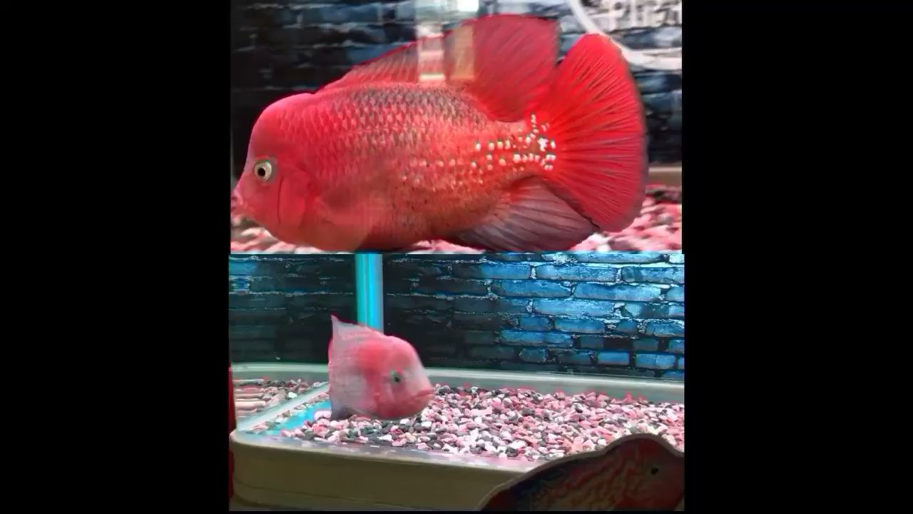 北京水族館兩個(gè)月的成長變化 高背金龍魚 第2張