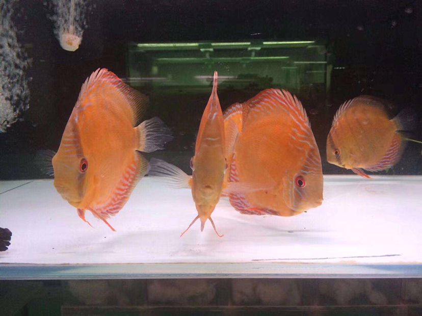 河池水族館七彩神仙魚(yú)的換水頻率和換水量 七彩神仙魚(yú) 第4張