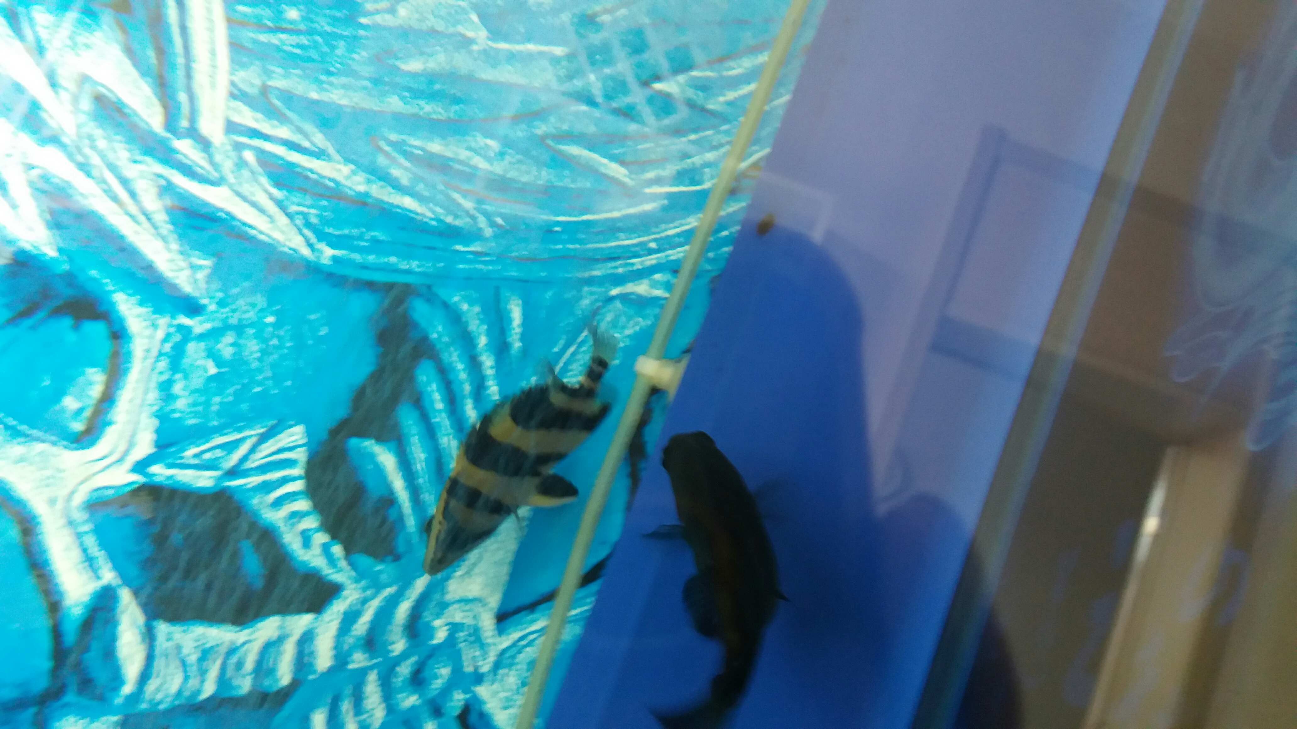 阜陽水族館這是雜文虎嗎