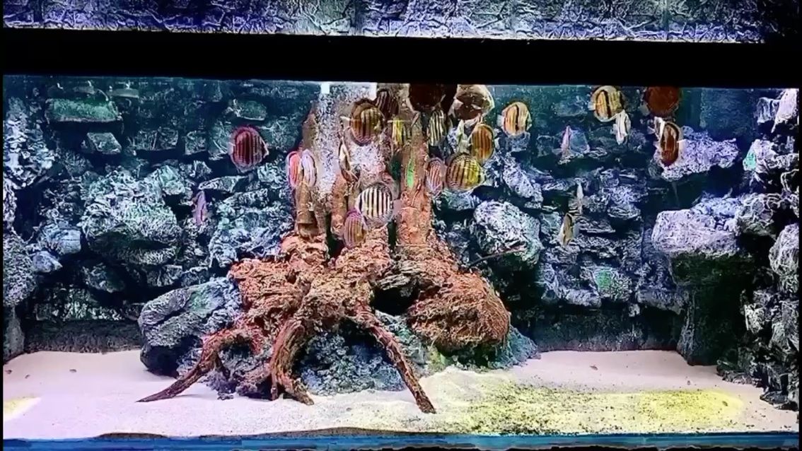 蘇州水族館野生 祥龍超血紅龍魚 第2張