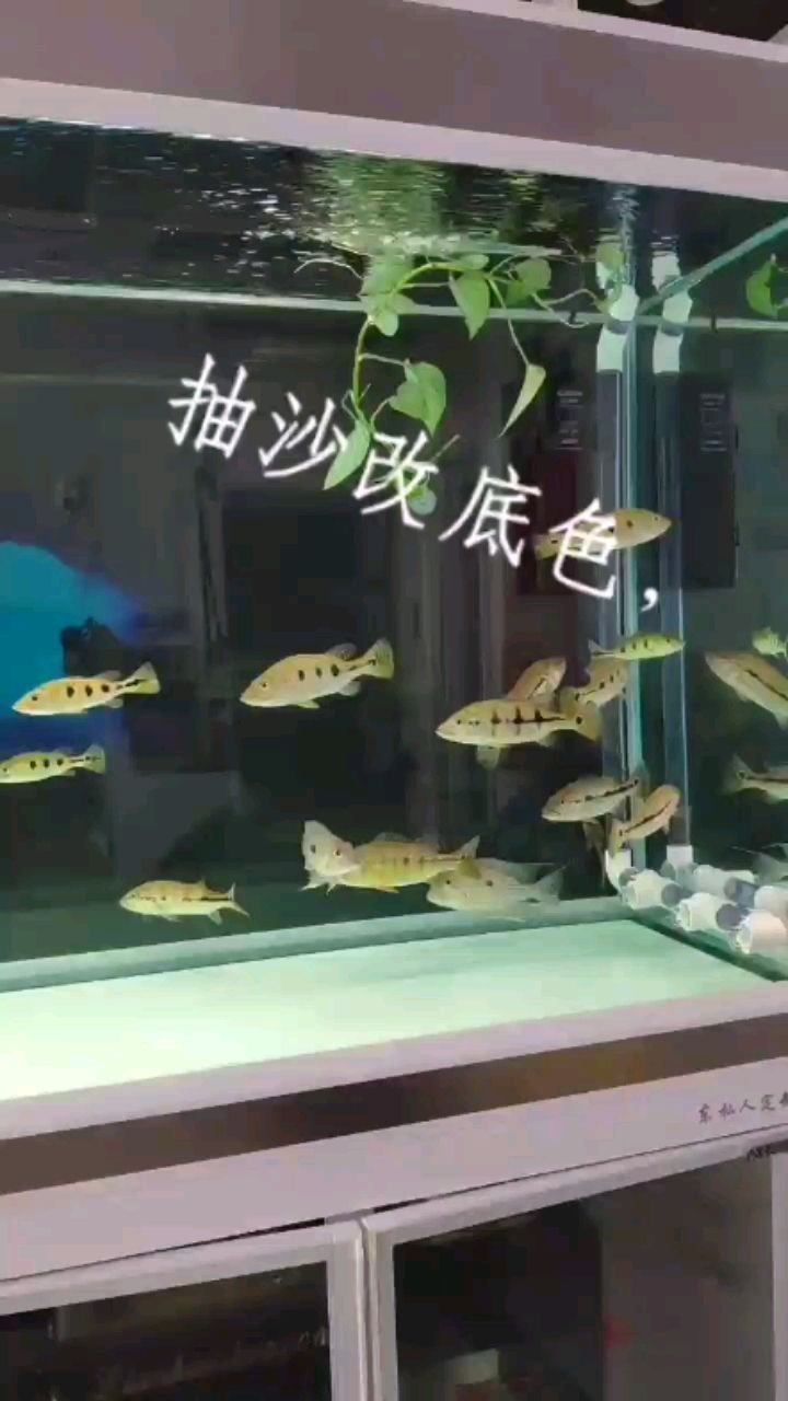 魚已大便已沉清沙別無選擇 豹紋夫魚苗