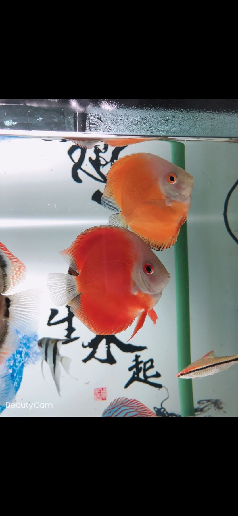 今日下菌王 虎魚百科 第2張