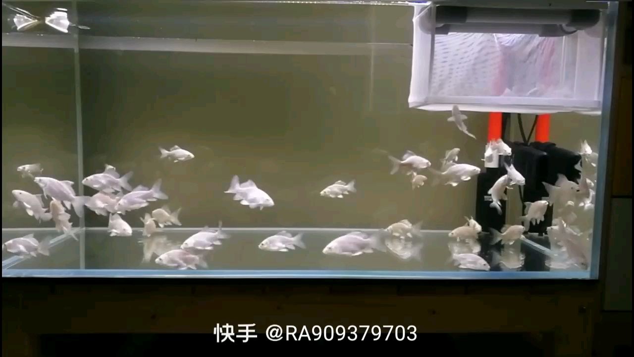 阿里水族館蝴蝶鯉大白金——生生不息 蝴蝶鯉 第2張