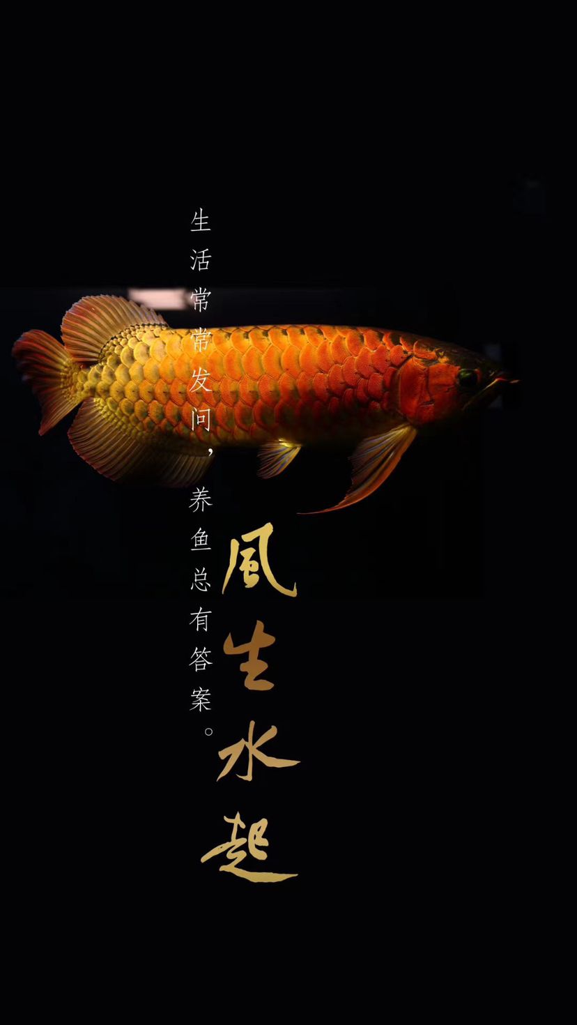 草莓魚(yú)友會(huì)正式成立歡迎加入 元寶鳳凰魚(yú) 第2張