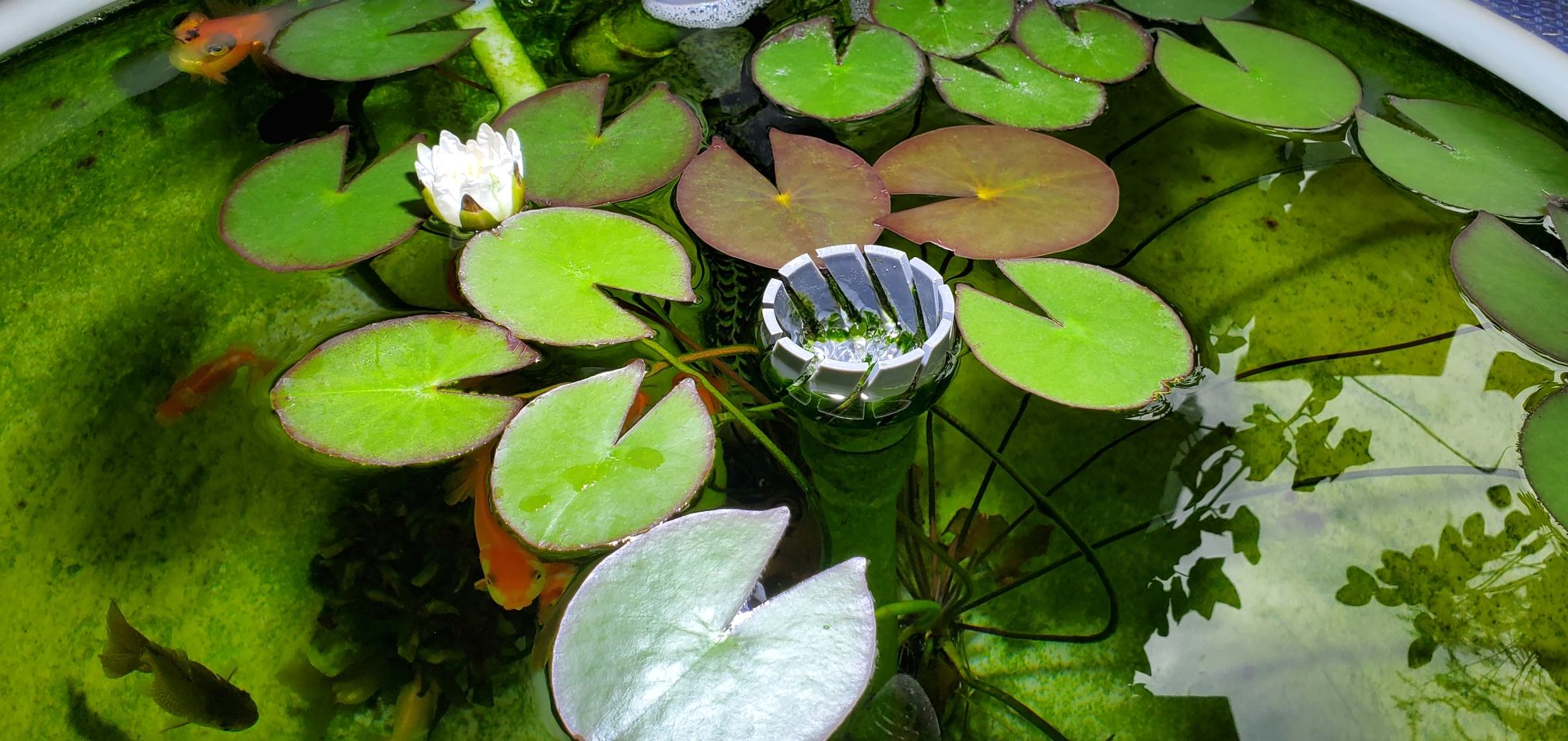 平淡如水的日子 銀龍魚百科 第2張